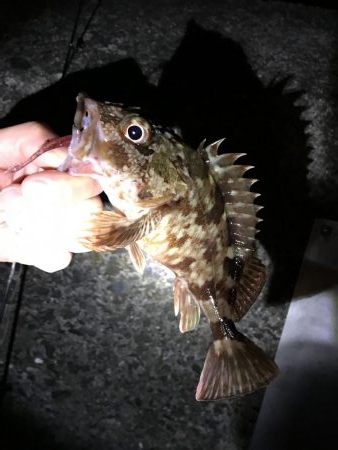ナイターでメバル・カサゴ