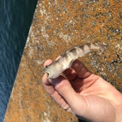 マリーナホップで