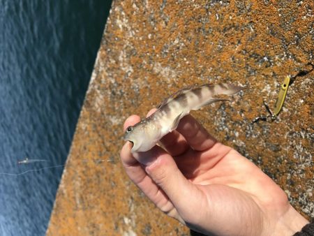 マリーナホップで