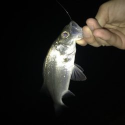 メッキ釣果〜九目釣り〜