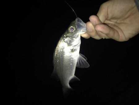 メッキ釣果〜九目釣り〜