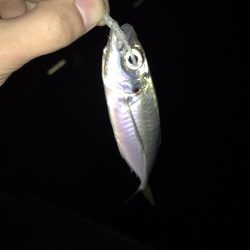 短期決戦カマス!