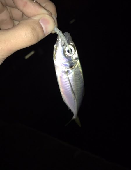 短期決戦カマス!