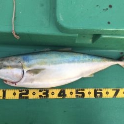 初青物！メジロ！ブリ！