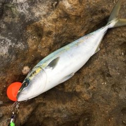 ショアジギング