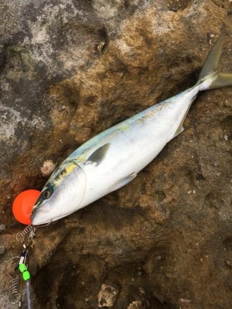 ショアジギング