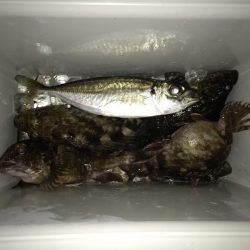 湾奥ライトゲーム