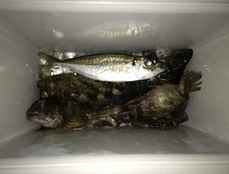 湾奥ライトゲーム