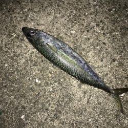 極寒ライトゲーム