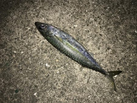 極寒ライトゲーム