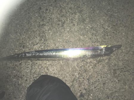 朝練と仕事帰りの太刀魚チェック