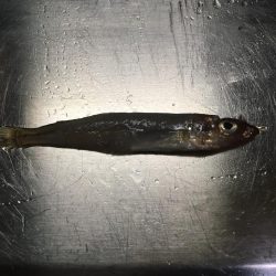 ショアジギング