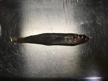 ショアジギング