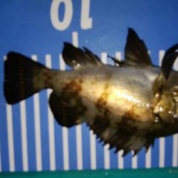 太刀魚釣れず、初メバル