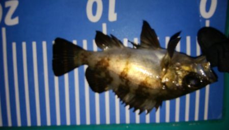 太刀魚釣れず、初メバル