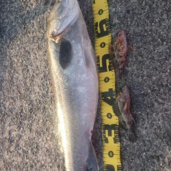 青物不発もシーバスゲット!