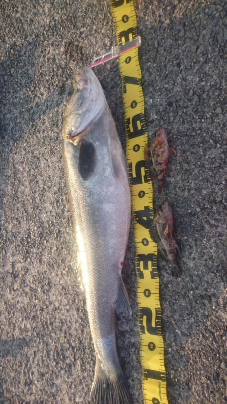 青物不発もシーバスゲット!