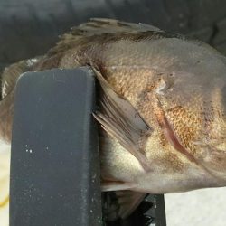 ちょっとデイアジング