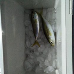 アジが釣れた