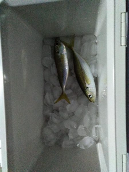 アジが釣れた