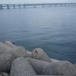 久々のハマチ！