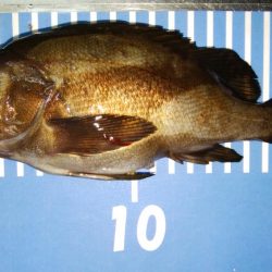 爆風メバリング