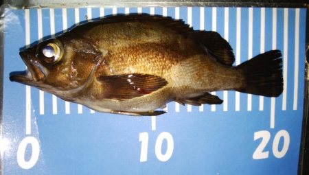 爆風メバリング