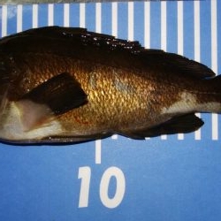 マイクロワインド　メバリング