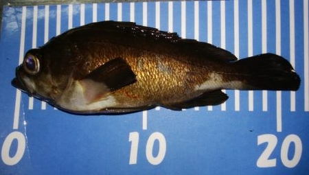 マイクロワインド　メバリング