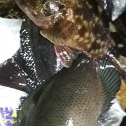 デカアジ出てこいやぁ〜！！