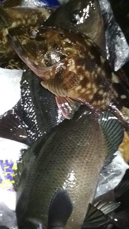 デカアジ出てこいやぁ〜！！