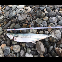 渋いけど青物釣れだす。