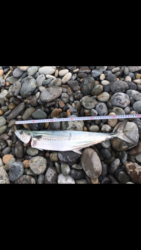 渋いけど青物釣れだす。