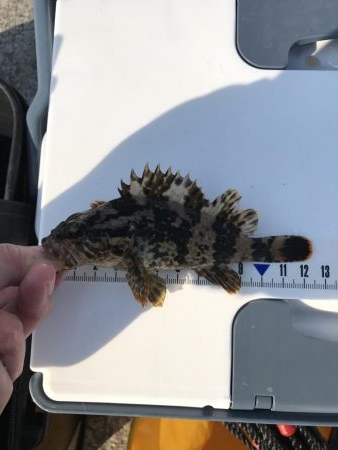 マイワシと根魚