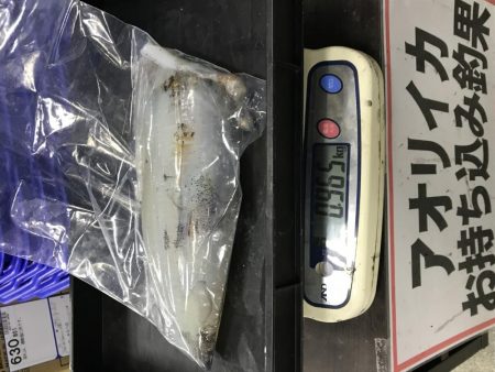 エギング最高！