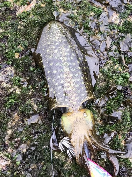 年内最後のエギングで・・・