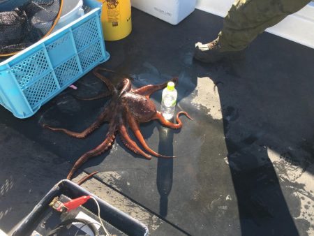 タコ釣り