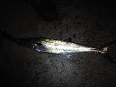 おひさ〜サゴワン