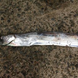 青物不発のタチワン