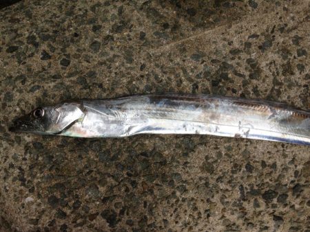 青物不発のタチワン