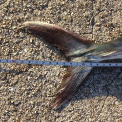 サワラゲットー