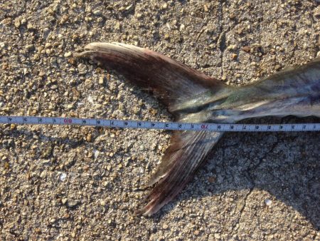 サワラゲットー