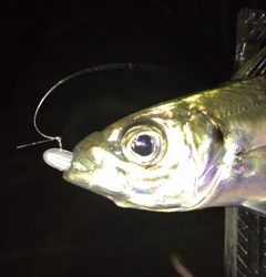 アジ浮いてます