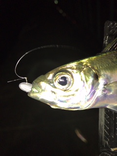 アジ浮いてます