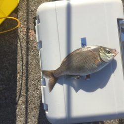 またまた海タナゴ☆