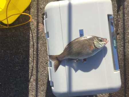 またまた海タナゴ☆