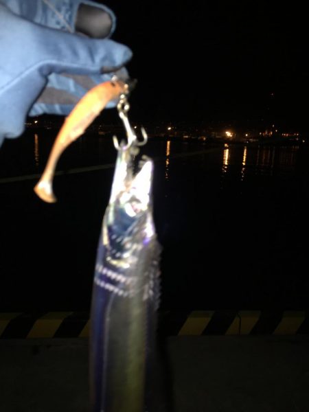 タチウオまだいけそう！