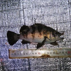 寒いけど釣れればポカポカ