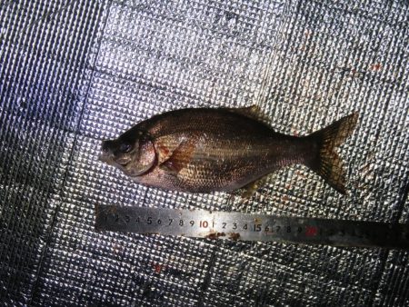 豊浜桟橋周辺はセイゴ支配？