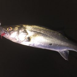 冬ロックフェスのつもりだったのに